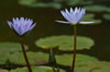 Flower1