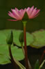 Flower2