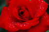 Flower3