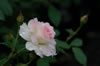 Flower4