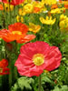 Flower5