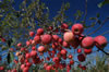 Nature4
