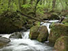 Nature5